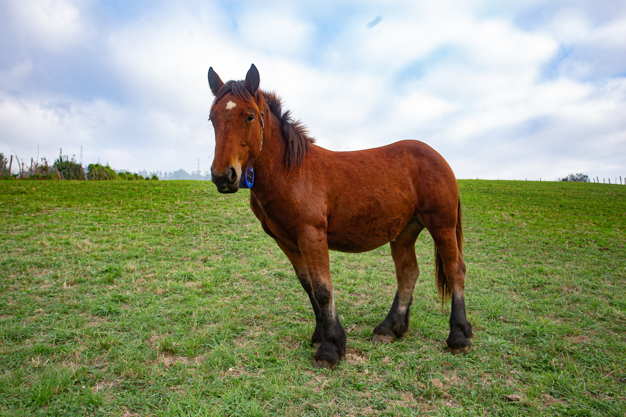 vallado virtual equino