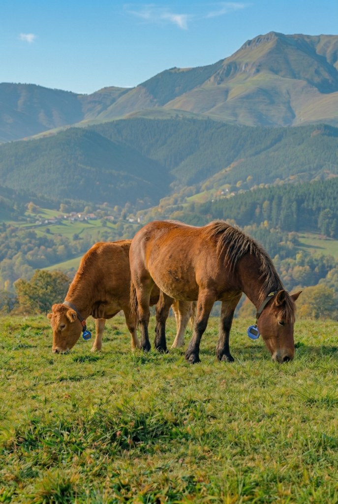 ganado vacuno y equino en extension