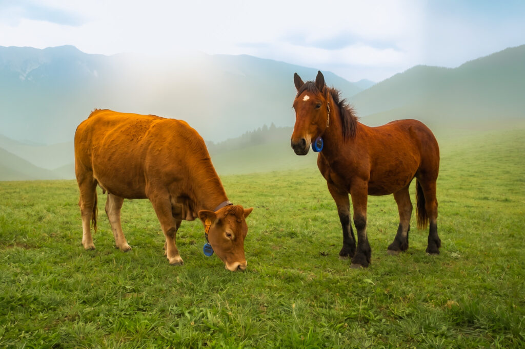 imagen de portada vaca y caballo